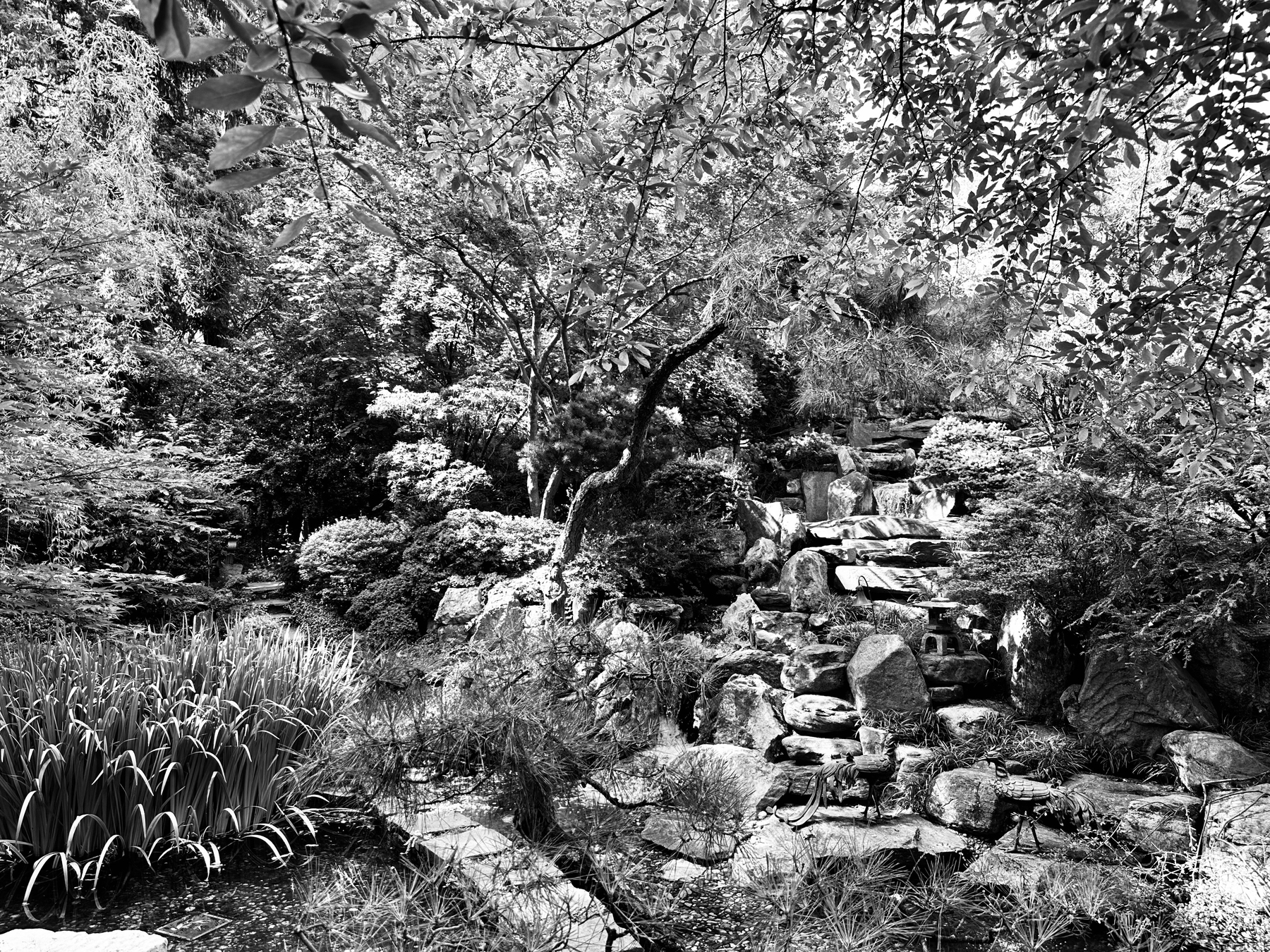 Black and white photo of a busy landscape full of shrubs, trees, and stone paths in a Japanese-style garden.